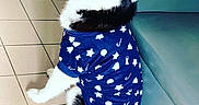 Falco a rejoint le concours — aidez-le/la à gagner de superbes lots ! animal, canine, cat, clothing, couch, dog, eskimodog, face, furniture, head, husky, kitten, pants, person, pet, photography, puppy, sitting, sleeve, whitedog