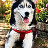 dog, siberian_husky, blue_eyes, red_harness, outdoor, flower_garden, sunlight, bokeh, pathway, pet, animal, fur, tongue_out, happy, nature, summer, smiling, canine, laying_down, closeup