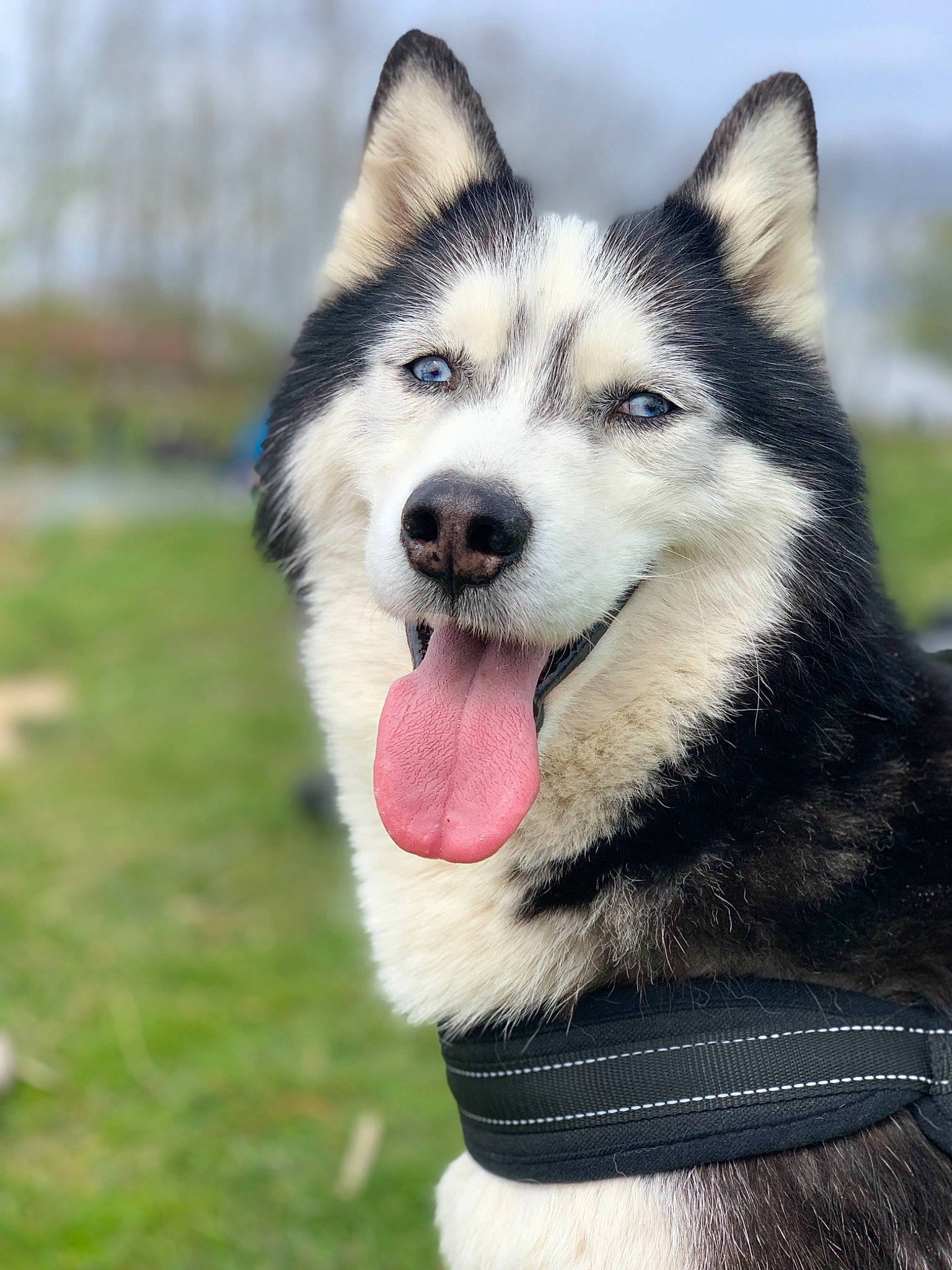 Falco participe au concours pour gagner de l'argent avec cette photo : art, canidae, canis, carnivore, collar, companion_dog, dog, dog_breed, fur, grass, jaw, siberian_husky, sky, sled_dog, snout, sporting_group, terrestrial_animal, whiskers, working_animal, working_dog
