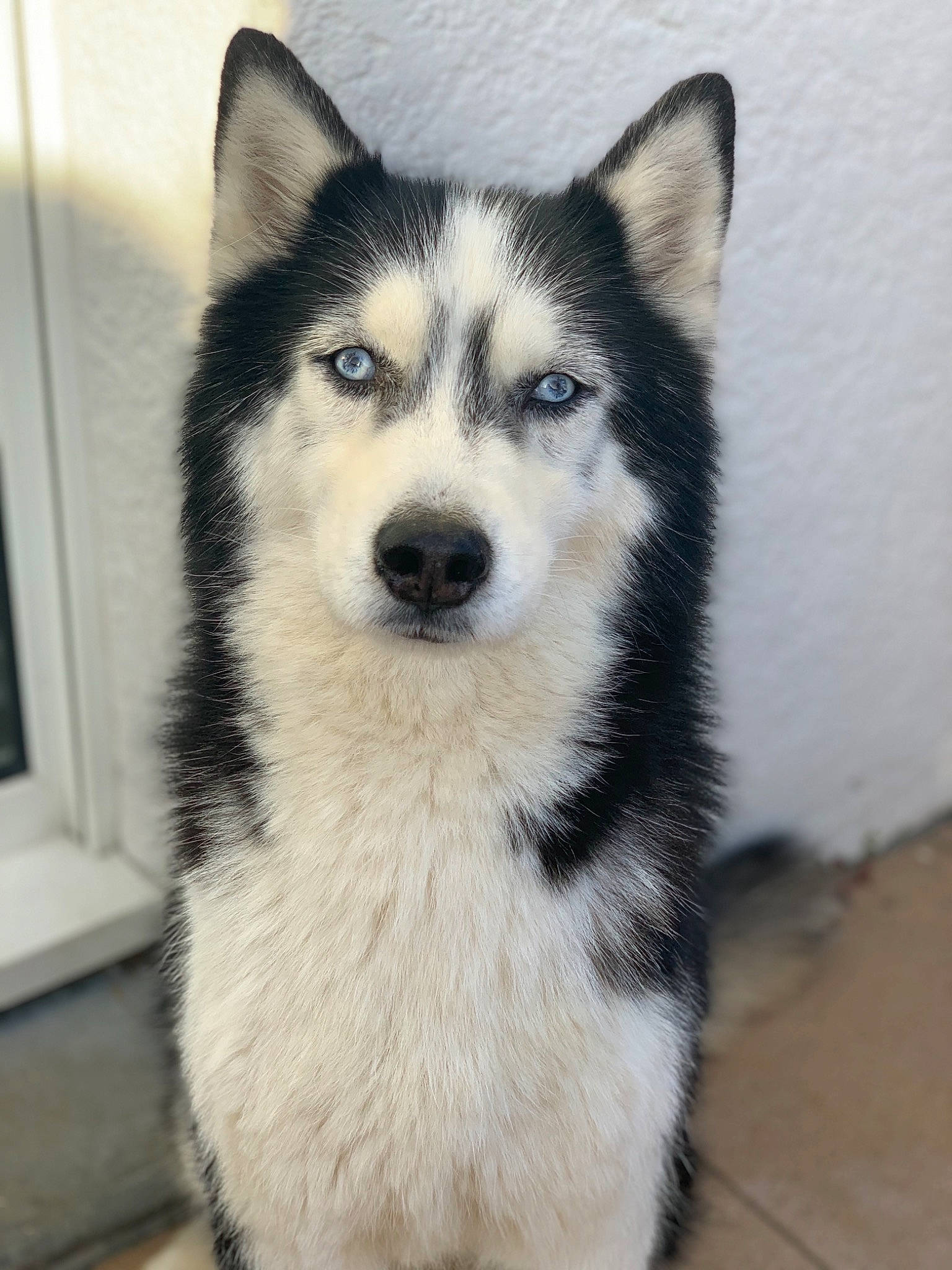 Falco participe au concours pour gagner de l'argent avec cette photo : canidae, canis, carnivore, dog, dog_breed, eye, fur, head, jaw, siberian_husky, sled_dog, snout, terrestrial_animal, whiskers, wolf, working_animal, working_dog