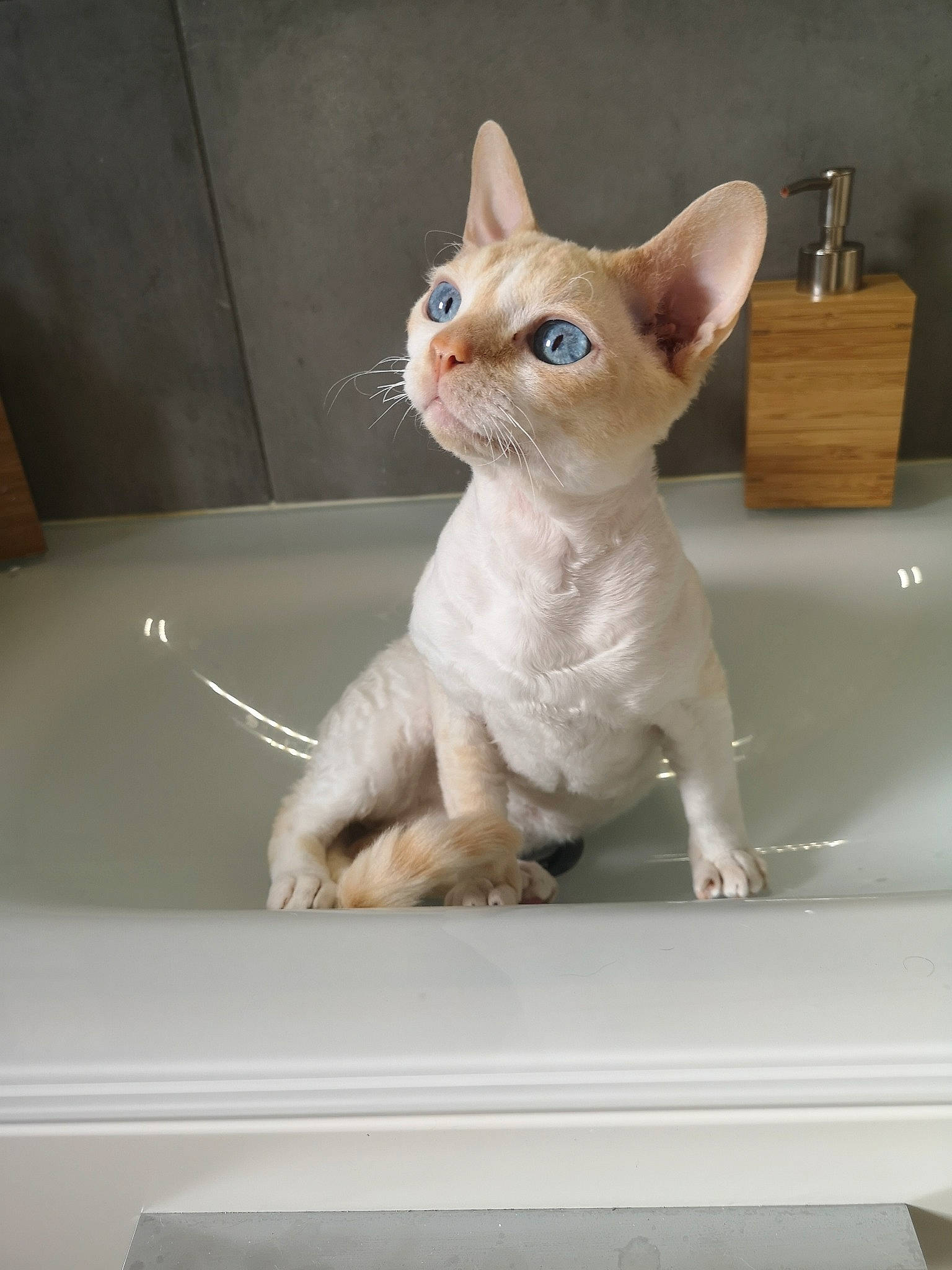 Nebo a rejoint le concours — aidez-le/la à gagner de superbes lots ! asian, carnivore, cat, colorpoint_shorthair, cornish_rex, devon_rex, donskoy, fawn, felidae, german_rex, kitten, mammal, oriental_shorthair, peterbald, rex_cat, singapura, small_to_medium_sized_cats, sphynx, vertebrate, whiskers