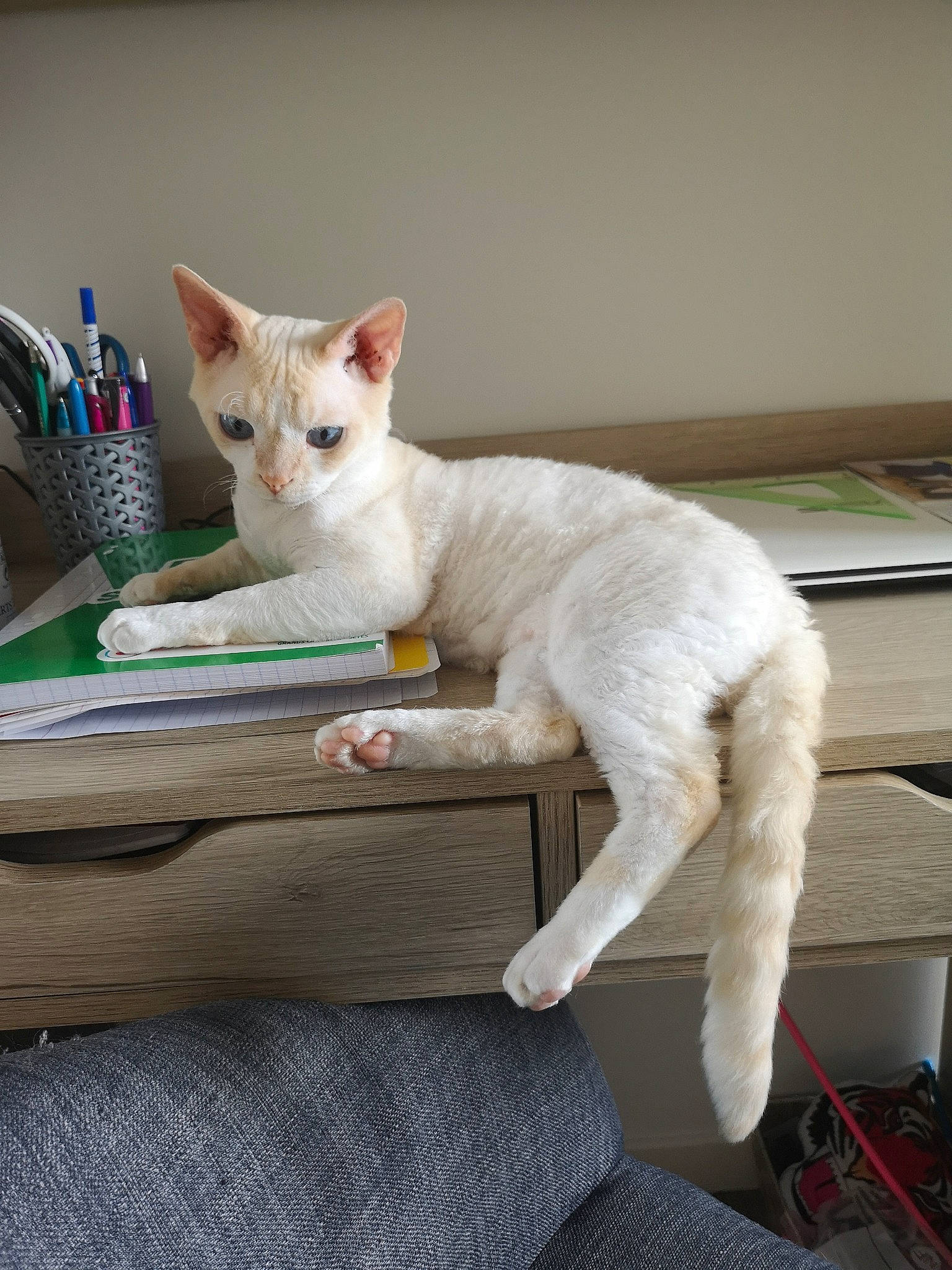 Nebo participe au concours pour gagner de l'argent avec cette photo : aegean_cat, burmilla, carnivore, cat, colorpoint_shorthair, domestic_short_haired_cat, fawn, felidae, javanese, khao_manee, mammal, small_to_medium_sized_cats, turkish_angora, turkish_van, vertebrate, whiskers