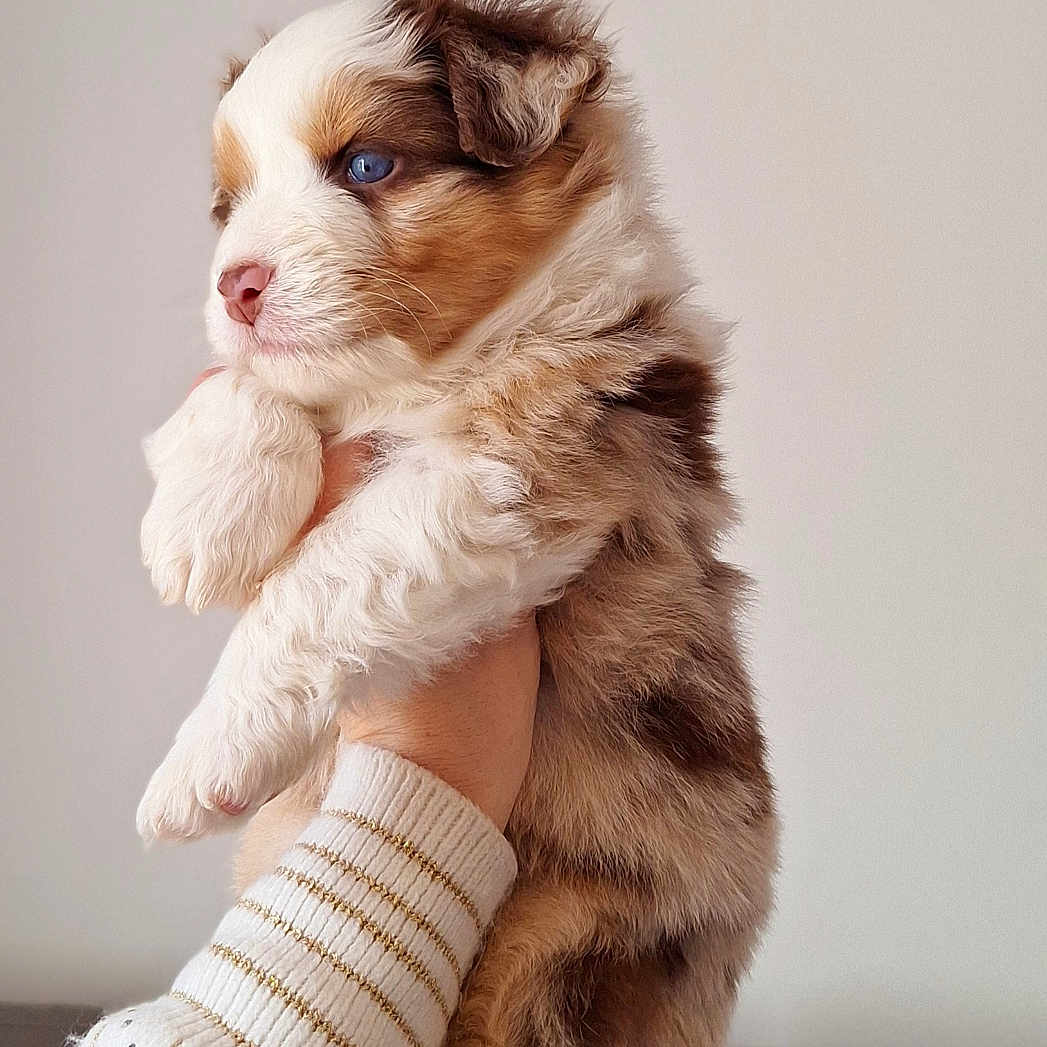 Azur participe au concours pour gagner de l'argent avec cette photo : animal, canine, cat, clothing, couch, dog, face, furniture, glove, head, hosiery, kitten, knitwear, person, pet, photography, portrait, puppy, sock, sweater