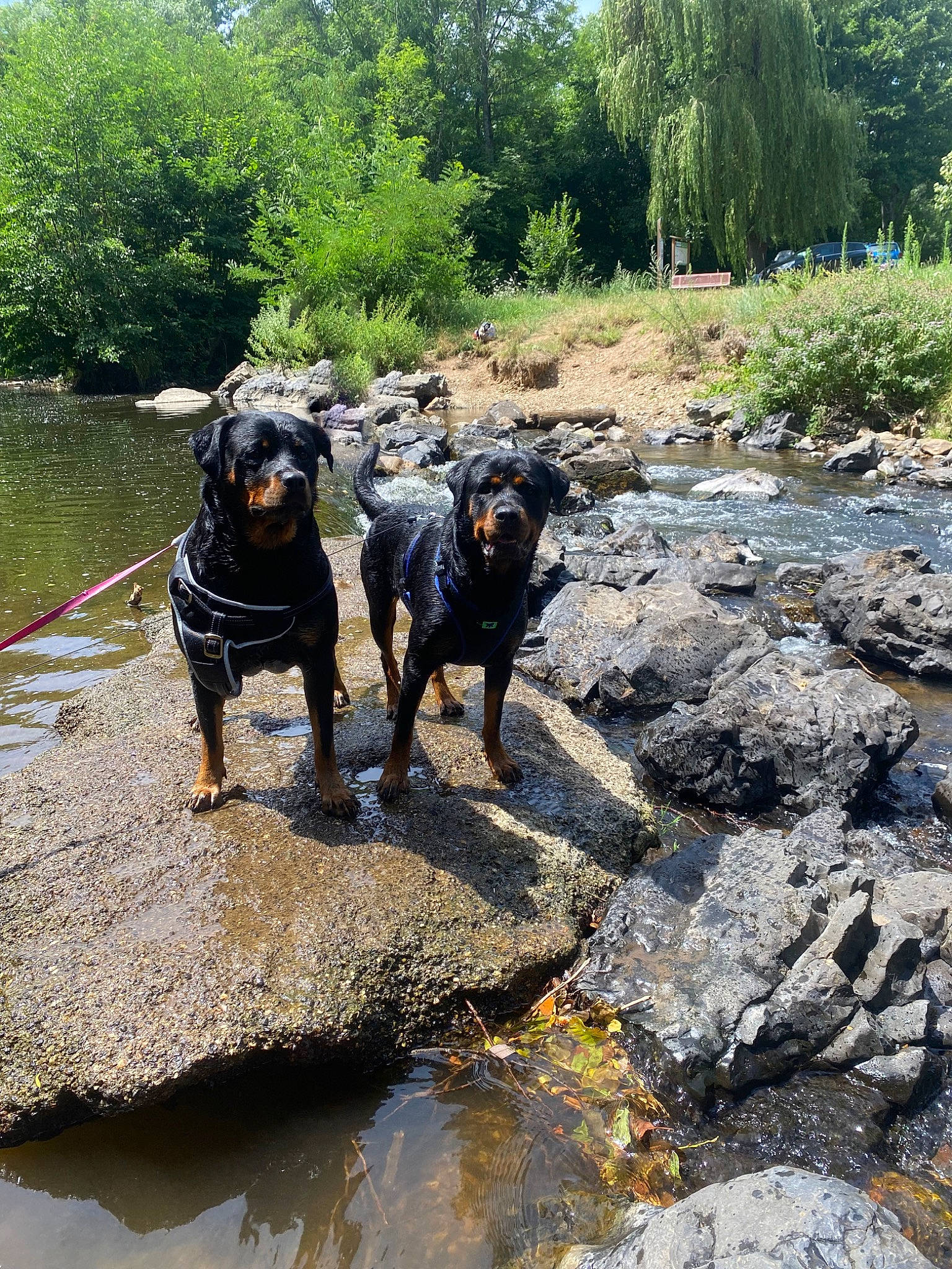 Sura a rejoint le concours — aidez-le/la à gagner de superbes lots ! bedrock, canidae, carnivore, creek, dog, dog_breed, fawn, fluvial_landforms_of_streams, lake, landscape, plant, recreation, rock, sporting_group, stream, tree, walking, water, watercourse, working_animal