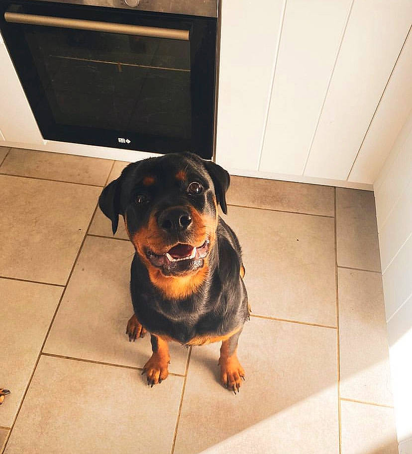Sura participe au concours pour gagner de l'argent avec cette photo : canidae, carnivore, companion_dog, dog, dog_breed, door, fawn, floor, flooring, fur, manhole, metal, rectangle, road_surface, snout, sporting_group, tile, tints_and_shades, working_animal, working_dog