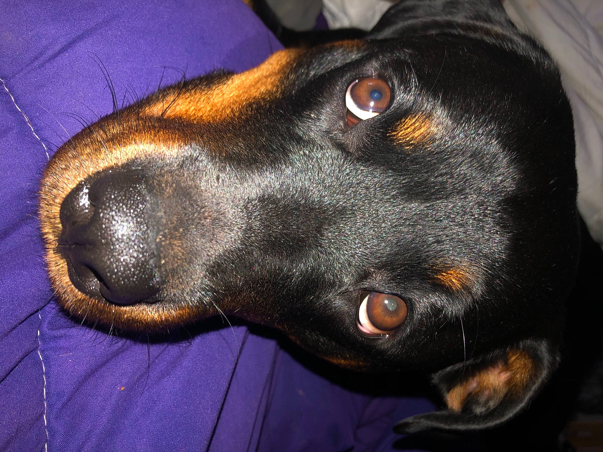 Gaïa participe au concours pour gagner de l'argent avec cette photo : austrian_black_and_tan_hound, beagador, beauceron, canidae, carnivore, dog, dog_breed, ear, eye, german_pinscher, mammal, montenegrin_mountain_hound, nose, polish_hunting_dog, smaland_hound, snout, sporting_group, transylvanian_hound, vertebrate, whiskers