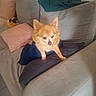 Chipie participe au concours pour gagner de l'argent avec cette photo :