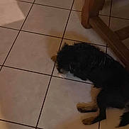 Chipie participe au concours pour gagner de l'argent avec cette photo :