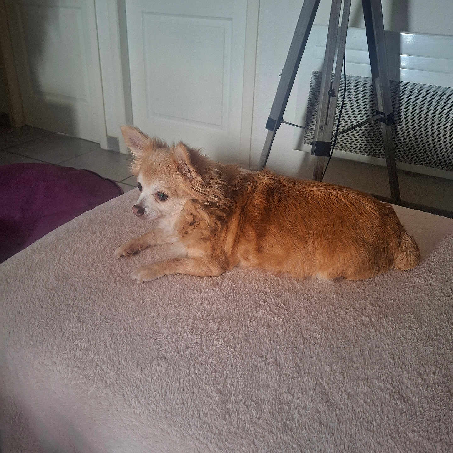 Chipie