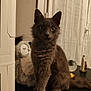 cat, gray_cat, fluffy, indoor, plush_toy, owl_toy, curious, pet, feline, sitting, decor, window, curtains, table, animal, home, cozy, fur, whiskers, ears