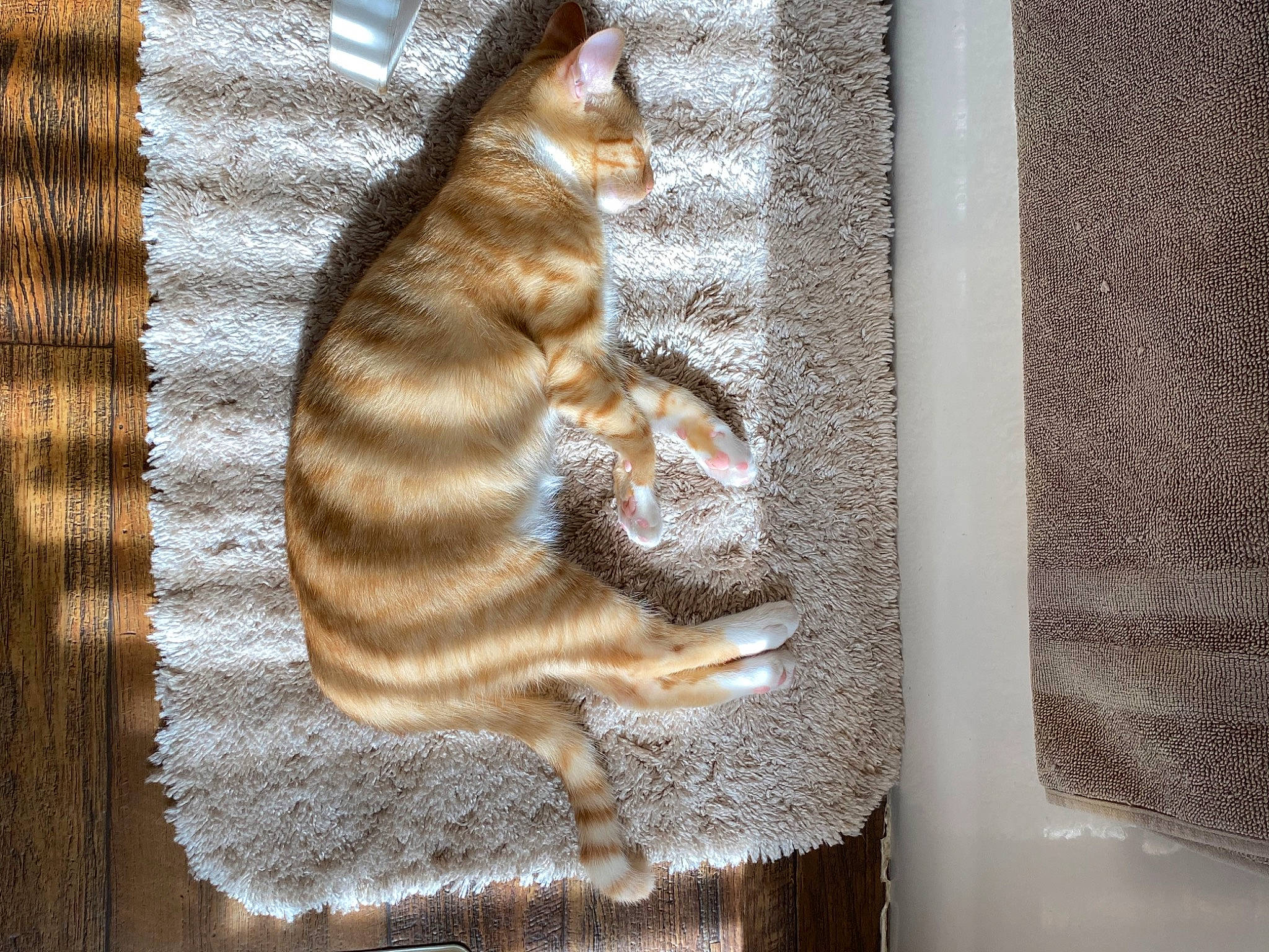 Sister is registered to the contest to win money with this photo: art, carnivore, cat, domestic_short_haired_cat, eye, fawn, felidae, fur, pattern, plant, rectangle, small_to_medium_sized_cats, snout, tail, terrestrial_animal, tree, whiskers, window, window_covering, wood