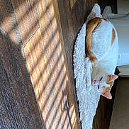 Sister joined the competition — help win amazing prizes! canidae, carnivore, comfort, companion_dog, couch, dog_breed, fawn, felidae, fur, linens, mesh, pattern, pet_supply, small_to_medium_sized_cats, snout, stuffed_toy, tail, toy, whiskers, wood