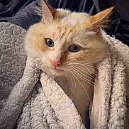Azriel a rejoint le concours — aidez-le/la à gagner de superbes lots ! cat, fluffy, cream_color, blanket, cozy, indoor, pet, cute, fur, whiskers, closeup, face, curious, snug, soft_texture, relaxed, animal, portrait, comfort, warm