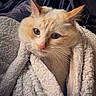 cat, fluffy, cream_color, blanket, cozy, indoor, pet, cute, fur, whiskers, closeup, face, curious, snug, soft_texture, relaxed, animal, portrait, comfort, warm