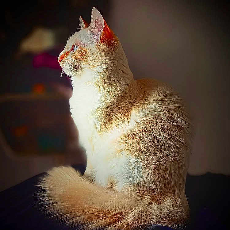 Azriel participe au concours pour gagner de l'argent avec cette photo : cat, fluffy, cream_fur, orange_fur, profile, side_view, pet, animal, feline, domestic_cat, sitting, tail, soft_fur, indoor, warm_light, shadow, close_up, cute, calm, focused