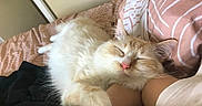 Azriel participe au concours pour gagner de l'argent avec cette photo : cat, sleeping, fluffy, pet, bed, arm, cozy, resting, feline, indoor, comfort, cute, animal, pink_nose, white_fur, cream_fur, pillow, blanket, relaxation, companion