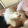 cat, sleeping, fluffy, pet, bed, arm, cozy, resting, feline, indoor, comfort, cute, animal, pink_nose, white_fur, cream_fur, pillow, blanket, relaxation, companion
