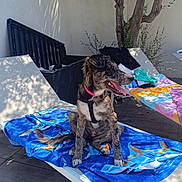 Akira a rejoint le concours — aidez-le/la à gagner de superbes lots ! dog, lounge_chair, towel, outdoor, sunlight, tree, patio, happy, pink_collar, wooden_floor, shadow, relaxing, summer, canine, seat, animal, daylight, nature, resting, furniture
