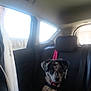 Akira a rejoint le concours — aidez-le/la à gagner de superbes lots ! puppy, dog, car_interior, backseat, seatbelt, harness, blanket, window, headrest, leash, pet, animal, young_dog, furry, sitting, domestic_animal, transportation, pink_collar, indoor, travel