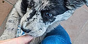 Akira participe au concours pour gagner de l'argent avec cette photo : puppy, dog, hand, blue_jeans, tile_floor, speckled_fur, pet, animal, cute, curious, young_dog, domestic_animal, fur, ears, whiskers, person, human_hand, outdoor, playful, closeup
