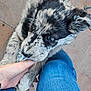 puppy, dog, hand, blue_jeans, tile_floor, speckled_fur, pet, animal, cute, curious, young_dog, domestic_animal, fur, ears, whiskers, person, human_hand, outdoor, playful, closeup