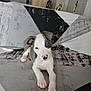 puppy, dog, pet, animal, cute, sofa, indoor, relaxing, white, gray, pink_nose, ears, floor, pattern, home, young, laying, fur, paw, looking
