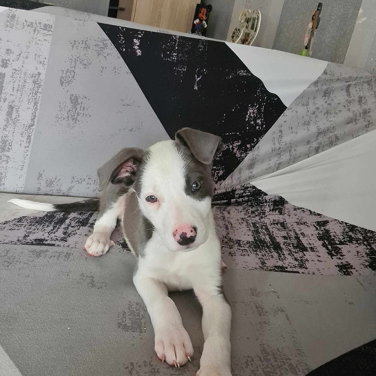 Shadow a rejoint le concours — aidez-le/la à gagner de superbes lots ! animal, cute, dog, ears, floor, fur, gray, home, indoor, laying, looking, pattern, paw, pet, pink_nose, puppy, relaxing, sofa, white, young