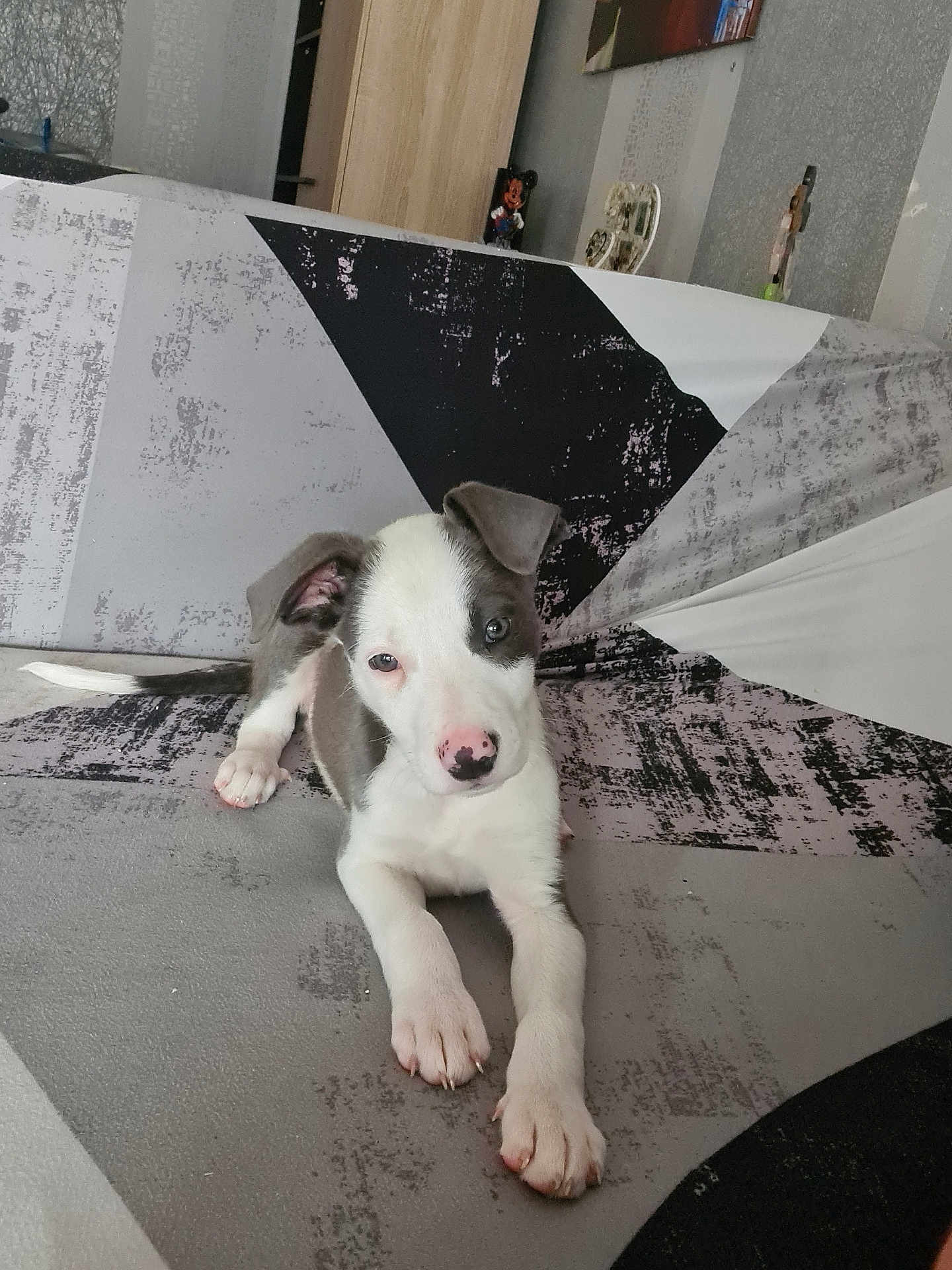 Shadow a rejoint le concours — aidez-le/la à gagner de superbes lots ! puppy, dog, pet, animal, cute, sofa, indoor, relaxing, white, gray, pink_nose, ears, floor, pattern, home, young, laying, fur, paw, looking