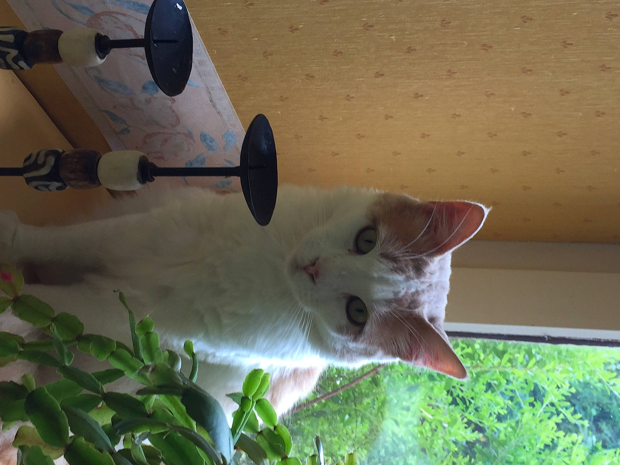 Peluche a rejoint le concours — aidez-le/la à gagner de superbes lots ! carnivore, cat, felidae, small_to_medium_sized_cats, whiskers