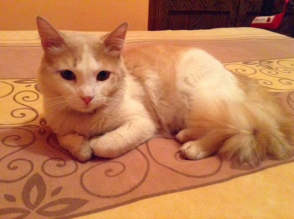 Peluche participe au concours pour gagner de l'argent avec cette photo : asian, burmilla, carnivore, cat, colorpoint_shorthair, european_shorthair, fawn, felidae, javanese, kitten, mammal, ojos_azules, polydactyl_cat, ragdoll, small_to_medium_sized_cats, tail, turkish_angora, turkish_van, vertebrate, whiskers