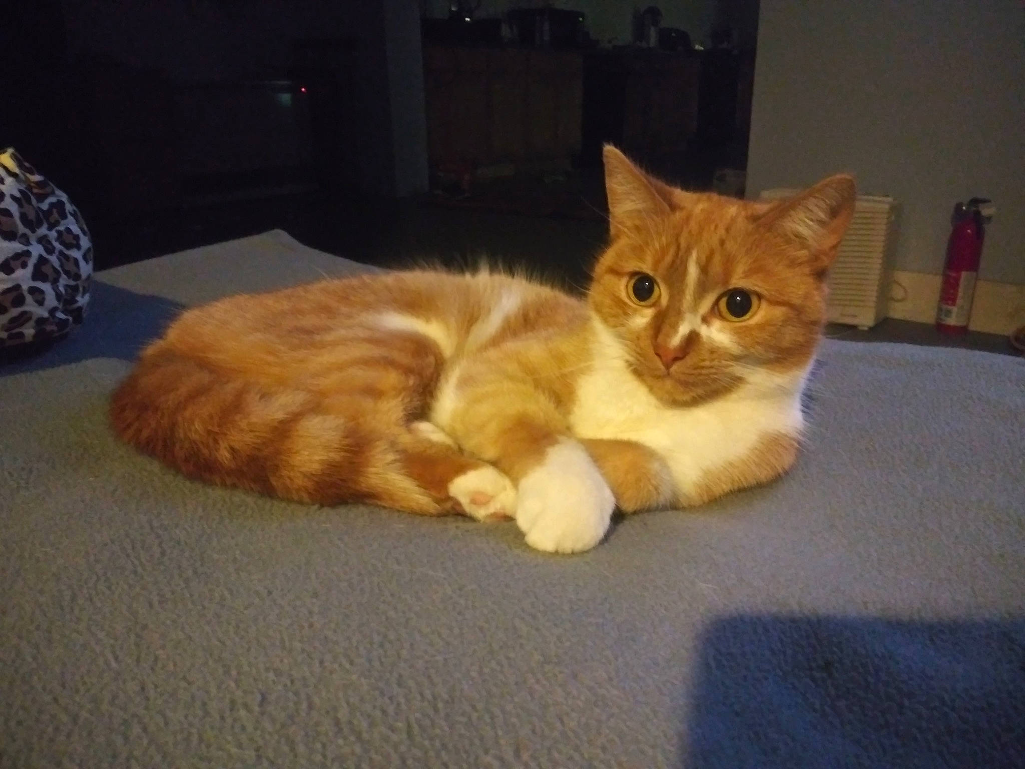 Bastet joined the competition — help win amazing prizes! arabian_mau, asian, australian_mist, carnivore, cat, cymric, domestic_long_haired_cat, domestic_short_haired_cat, european_shorthair, fawn, felidae, fur, kitten, mammal, paw, polydactyl_cat, small_to_medium_sized_cats, tabby_cat, tail, whiskers