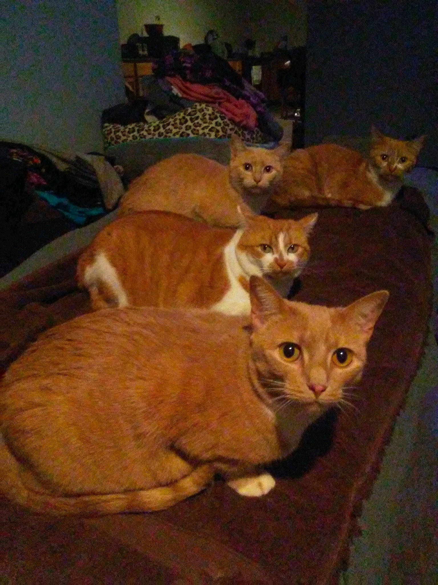 Bastet is registered to the contest to win money with this photo: arabian_mau, carnivore, cat, chausie, domestic_short_haired_cat, european_shorthair, fawn, felidae, german_rex, kitten, mammal, small_to_medium_sized_cats, vertebrate, whiskers