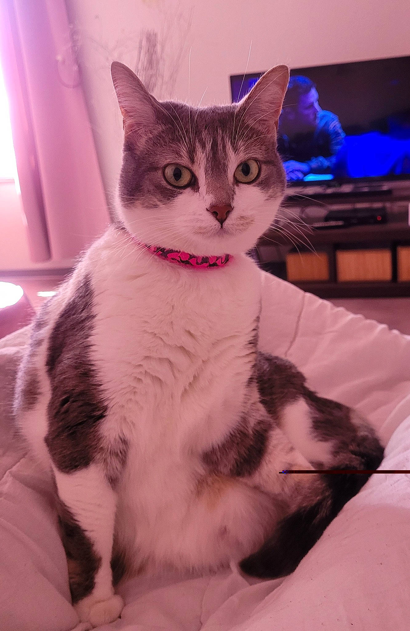 Chi a rejoint le concours — aidez-le/la à gagner de superbes lots ! carnivore, cat, comfort, curtain, domestic_short_haired_cat, ear, event, eye, felidae, fur, leg, paw, sitting, small_to_medium_sized_cats, snout, tail, whiskers