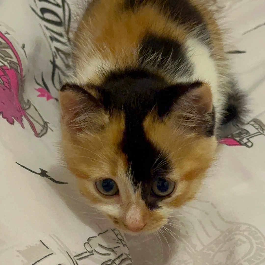 Alya a rejoint le concours — aidez-le/la à gagner de superbes lots ! abyssinian, animal, bed, bedroom, blanket, cat, furniture, indoors, kitten, manx, pet, quilt, room, siamese