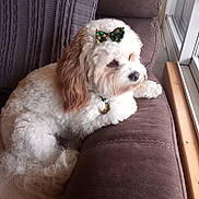 Pebbles joined the competition — help win amazing prizes! dog, couch, window, bow, collar, pet, indoor, furniture, fluffy, white, tan, relaxed, side_view, looking_out, cozy, domestic, companion, animal, portrait, calm