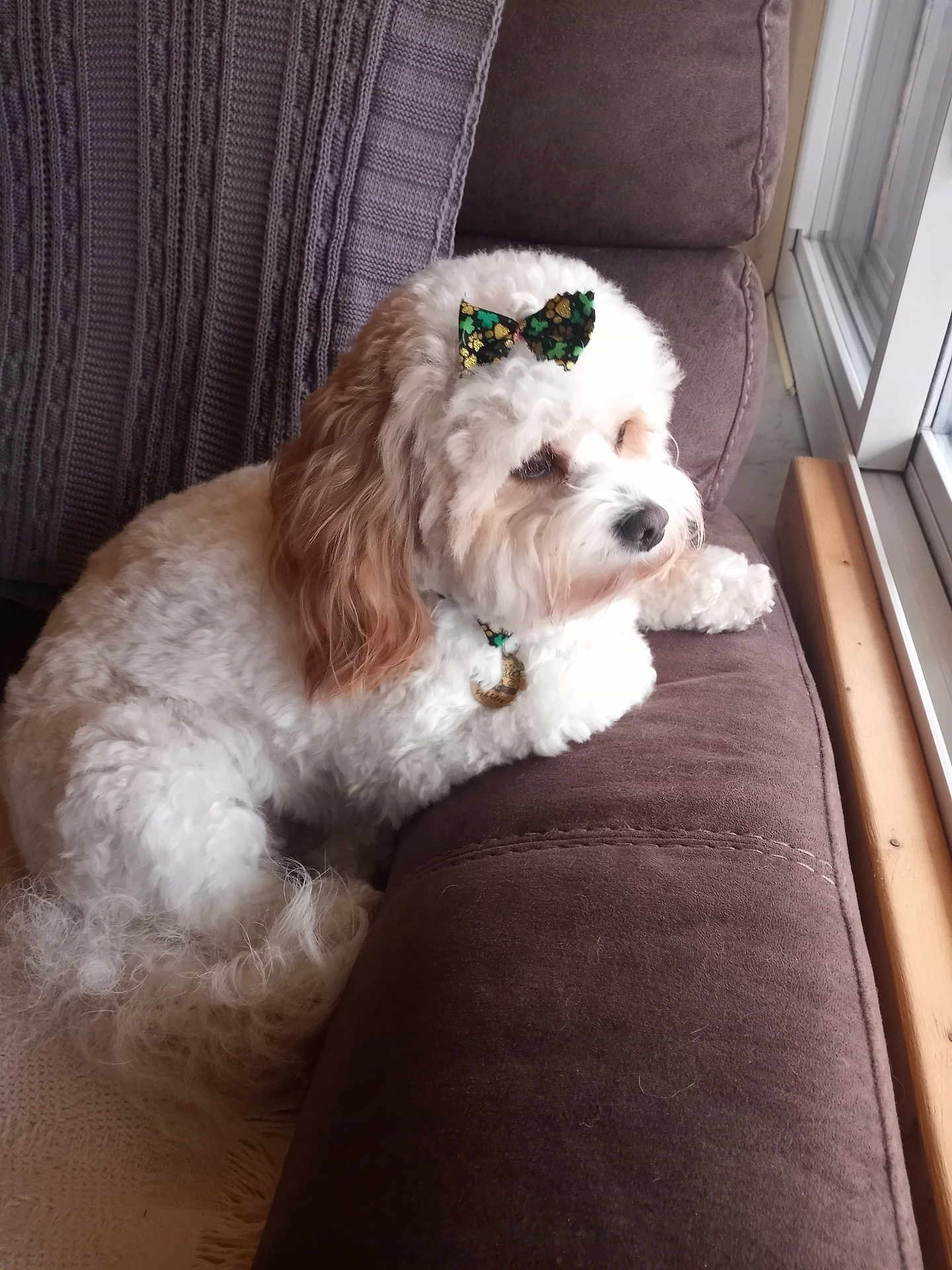Pebbles joined the competition — help win amazing prizes! dog, couch, window, bow, collar, pet, indoor, furniture, fluffy, white, tan, relaxed, side_view, looking_out, cozy, domestic, companion, animal, portrait, calm