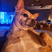 Haven joined the competition — help win amazing prizes! dog, indoor, pet, animal, canine, fur, ears, bed, relaxing, portrait, closeup, light, shadow, room, furniture, television, smile, expression, cozy, cute