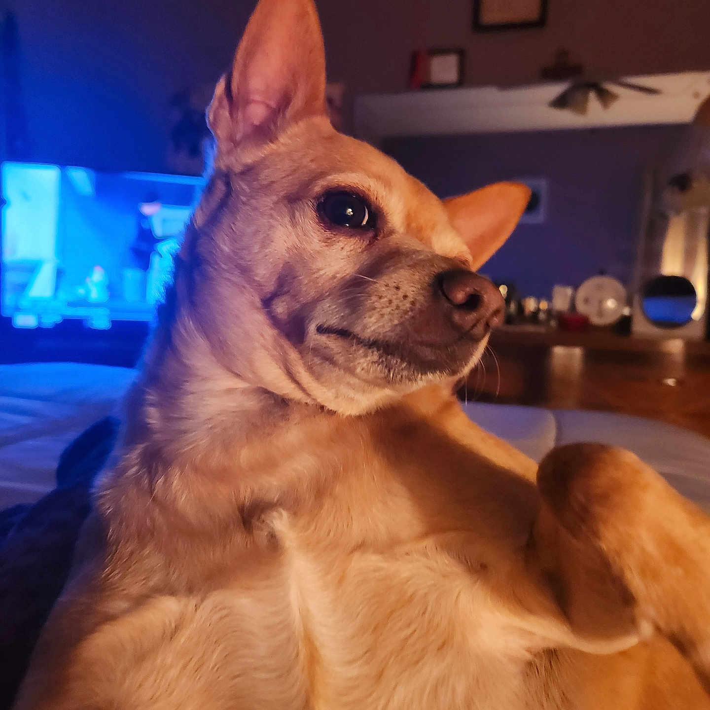 Haven joined the competition — help win amazing prizes! animal, bed, canine, closeup, cozy, cute, dog, ears, expression, fur, furniture, indoor, light, pet, portrait, relaxing, room, shadow, smile, television