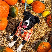 Momo is registered to the contest to win money with this photo: dog, puppy, black_and_white, happy, smiling, open_mouth, outdoor, pumpkin_patch, pumpkins, gourds, autumn, fall, harvest, straw, plaid_shirt, pet_clothing, leash, dog_tag, portrait, colorful