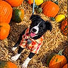 dog, puppy, black_and_white, happy, smiling, open_mouth, outdoor, pumpkin_patch, pumpkins, gourds, autumn, fall, harvest, straw, plaid_shirt, pet_clothing, leash, dog_tag, portrait, colorful