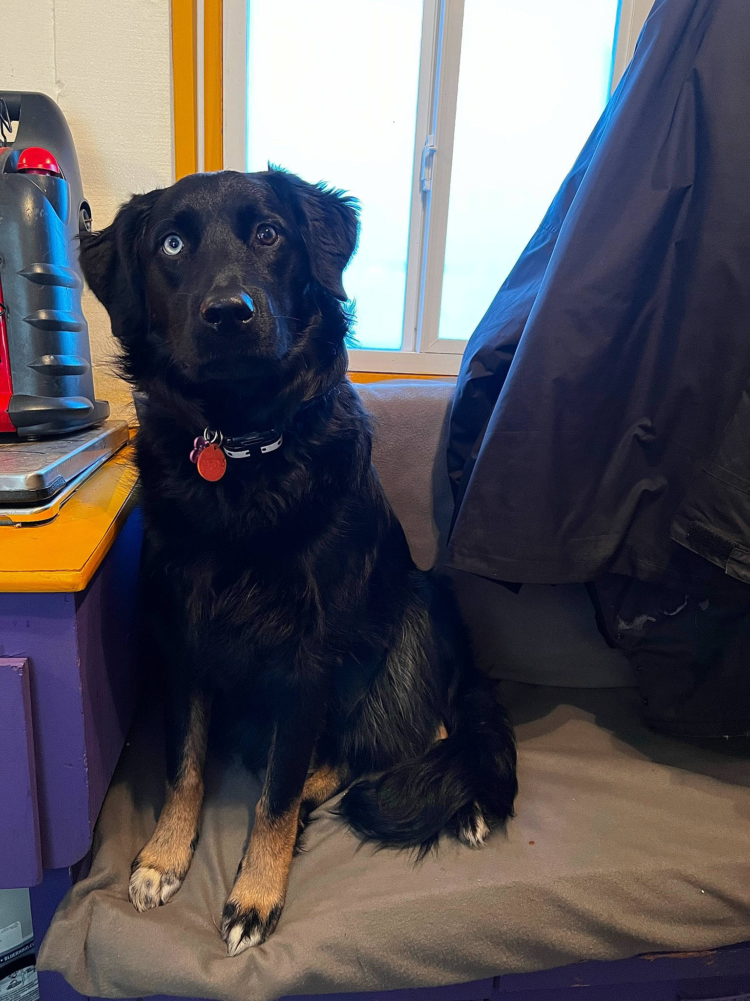 Millie is registered to the contest to win money with this photo: borador, canidae, carnivore, chair, collar, companion_dog, desk, dog, dog_breed, dog_collar, electric_blue, fur, guard_dog, gun_dog, liver, office_supplies, sporting_group, telephone, working_animal, working_dog