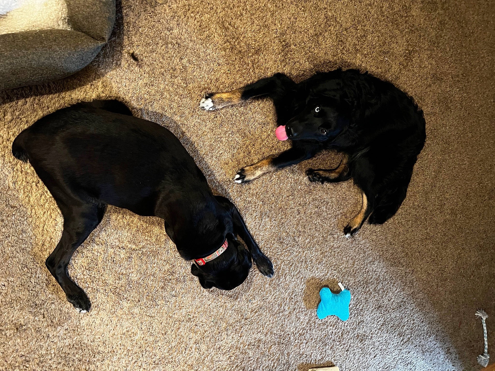 Millie joined the competition — help win amazing prizes! canidae, carnivore, collar, companion_dog, dog, dog_breed, dog_collar, dog_supply, electric_blue, guard_dog, leash, pet_supply, road_surface, shadow, snout, sporting_group, tail, terrestrial_animal, tints_and_shades, working_animal