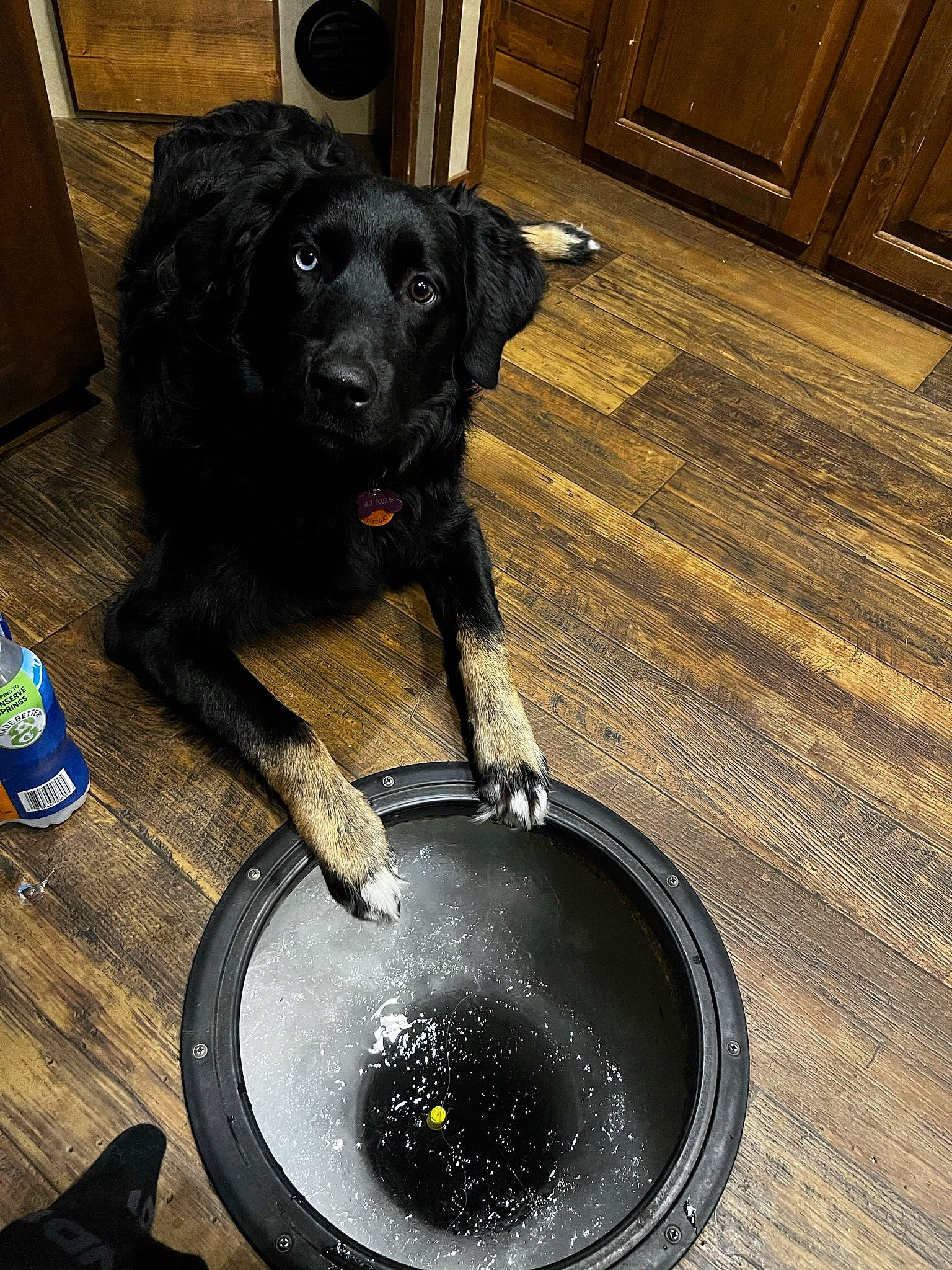 Millie is registered to the contest to win money with this photo: canidae, carnivore, companion_dog, cooking, cookware_and_bakeware, dog, dog_breed, dog_food, flooring, fur, gun_dog, hardwood, snout, tail, tin_can, varnish, water_bottle, wood, wood_stain, working_animal