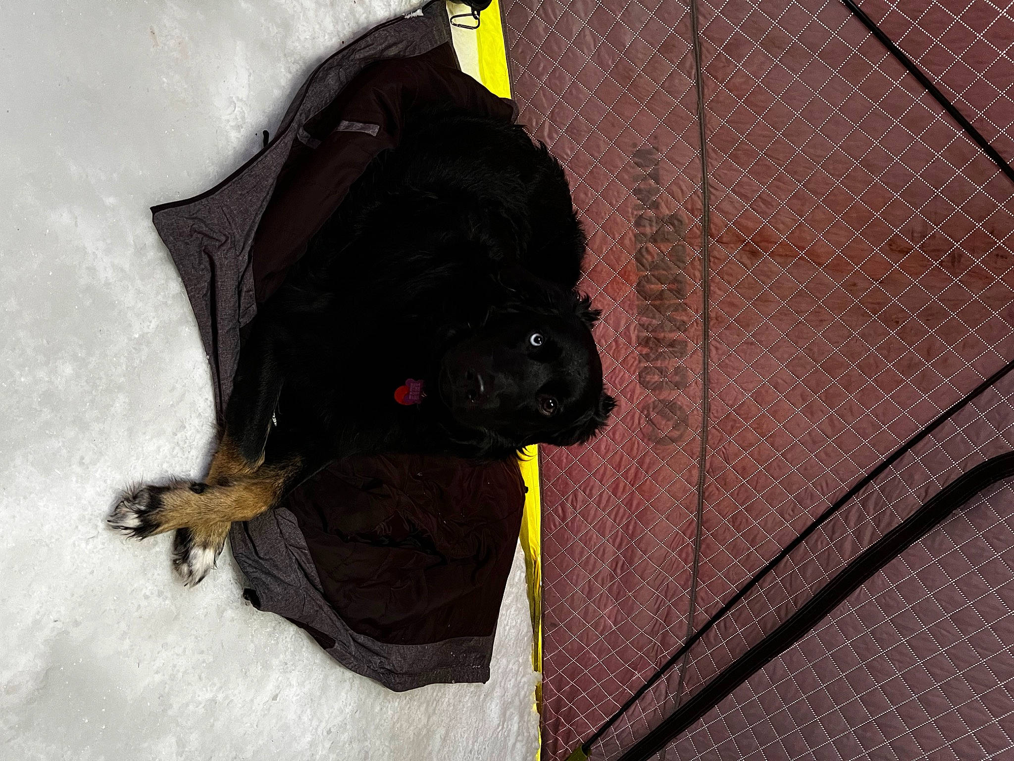 Millie is registered to the contest to win money with this photo: carnivore, collar, companion_dog, dog, dog_breed, dog_clothes, dog_collar, dog_supply, door, fur, grey, leash, magenta, mesh, pet_supply, snout, snow, sporting_group, wire_fencing, working_animal