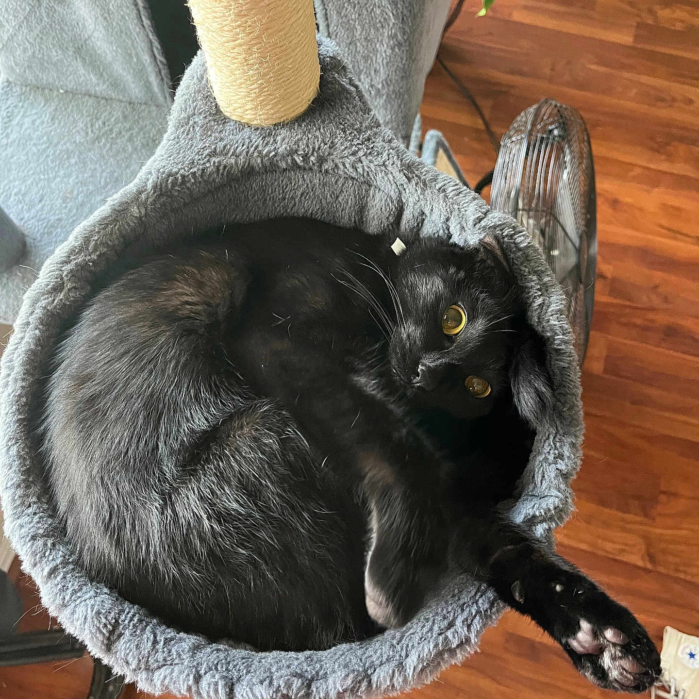 Bear joined the competition — help win amazing prizes! animal, black_and_white_dog, black_cat, cat_hammock, cat_tree, cozy, curled_up, fan, feline, floor, fur, golden_eyes, houseplant, indoor, pet, plush, relaxed, stretching_paw, whiskers, wooden_floor