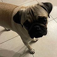 Leon participe au concours pour gagner de l'argent avec cette photo : dog, pug, pet, animal, floor, tile, indoor, cute, wrinkles, face, paw, shadow, looking_up, small_dog, companion, canine, fur, ears, black_nose, whiskers