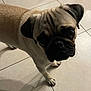 dog, pug, pet, animal, floor, tile, indoor, cute, wrinkles, face, paw, shadow, looking_up, small_dog, companion, canine, fur, ears, black_nose, whiskers