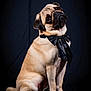 Leon a rejoint le concours — aidez-le/la à gagner de superbes lots ! dog, pug, pet, animal, bow_tie, black_background, portrait, cute, sitting, fur, mammal, canine, studio, adorable, looking_up, domestic_animal, companion, short_hair, small_dog, expression