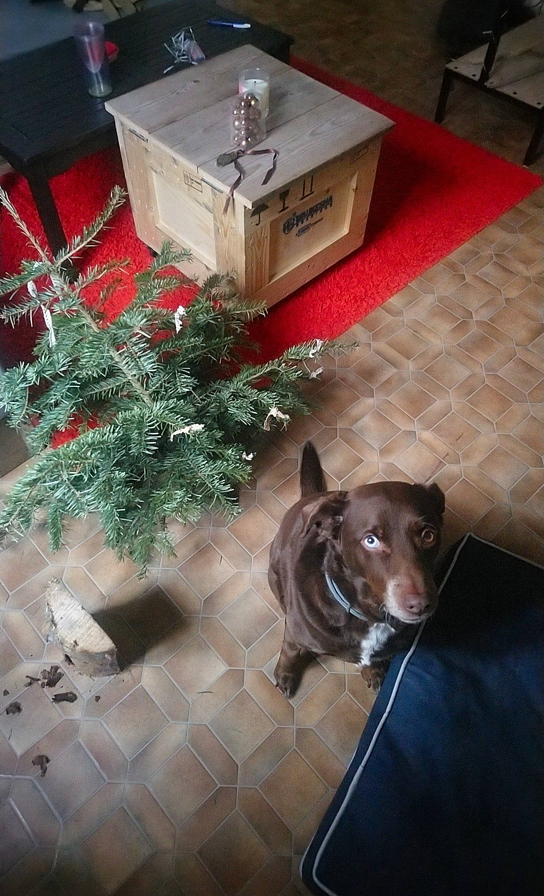 Teckos a rejoint le concours — aidez-le/la à gagner de superbes lots ! american_pit_bull_terrier, canidae, carnivore, christmas, dog, dog_breed, fawn, floor, flooring, house, non_sporting_group, pit_bull, sporting_group, square, table, tile