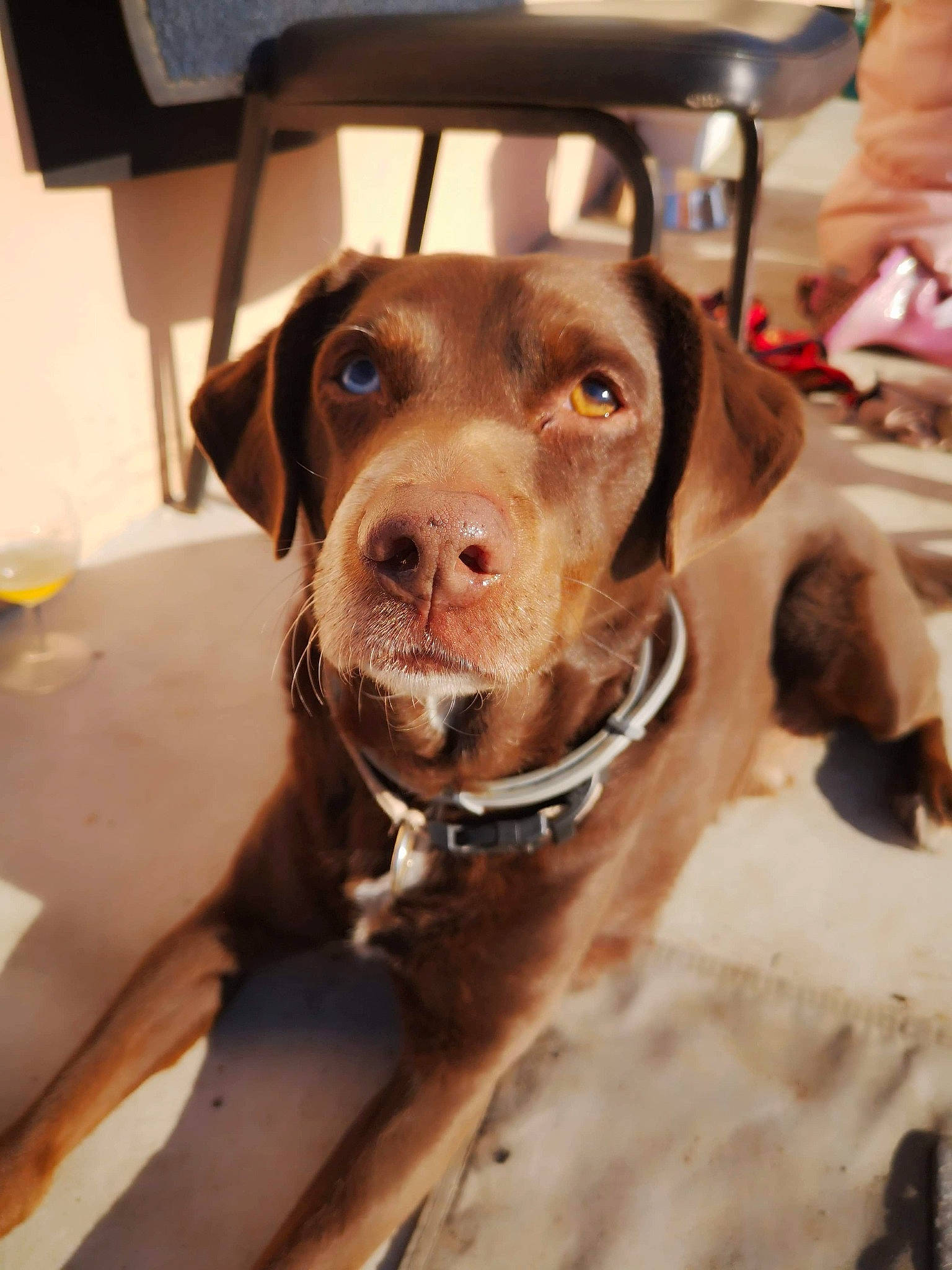 Teckos participe au concours pour gagner de l'argent avec cette photo : beagador, canidae, carnivore, dog, dog_breed, ear, fawn, german_shorthaired_pointer, hunting_dog, labrador_retriever, liver, mammal, pit_bull, pointer, rare_breed_dog, snout, sporting_group, vizsla, weimaraner